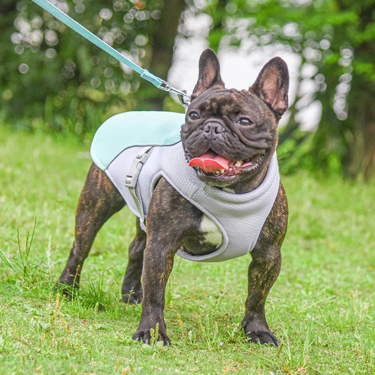 ChillPaw™ Cooling Vest – On-the-Go Heat Relief for Dogs